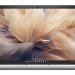 DELL NB 14" PRO 14 PLUS Intel Core Ultra 7 268V 32GB 512GB SSD WIN 11 PRO